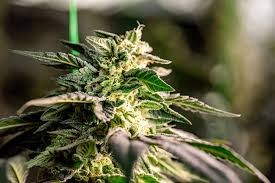 The Allure of Red Devil Auto A Grower's Perspective