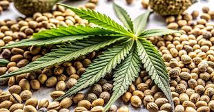 The Amazing Attributes of Future #1 Strain