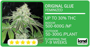 The Amazing Attributes of Future #1 Strain